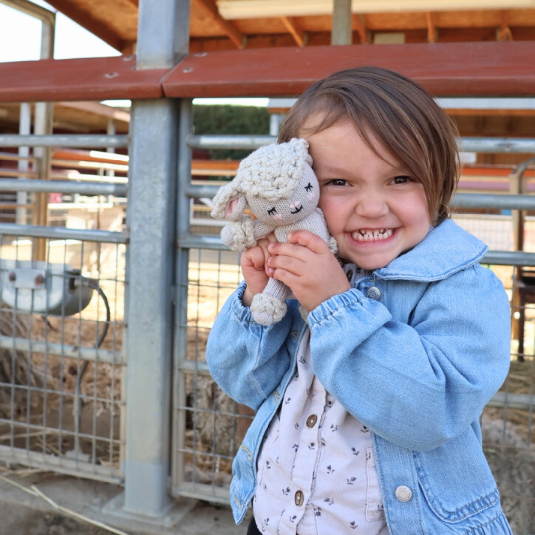 Baby Sheep